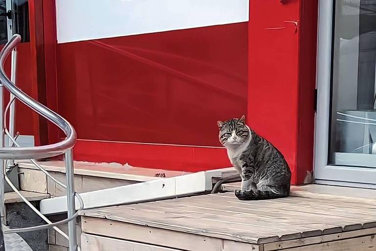 Brasileira adota gato sem pata que encontrou em mercado na Albânia