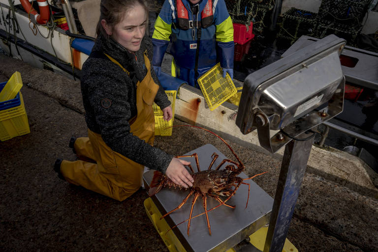 Crustáceo é pesado na ilha de Mull, na Escócia