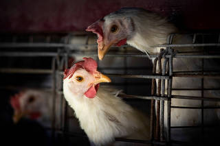 FILE PHOTO: Argentina tightens health protocols to control bird flu