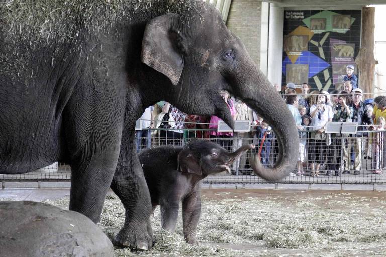 A elefanta Pang Pha com sua filhote, Anchali, então recém-nascida, em 2012; a descendente não descasca bananas, como a mãe