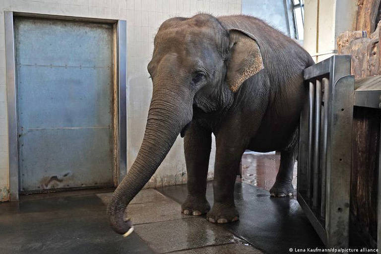 A elefanta Pang Pha nasceu no zoológico de Berlim (ALE) e é a única que consegue descascar bananas para comer apenas a polpa