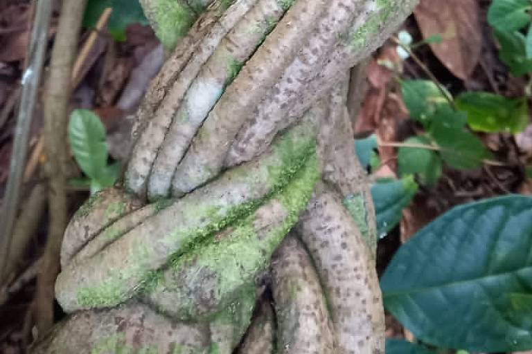 Genética desvendar tenta - mistério - Psicodélica ayahuasca Virada cipó - da do 12/04/2023 Folha