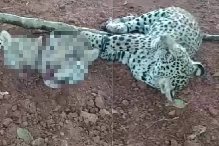 Polícia investiga decapitação de onças no Pantanal em MT
