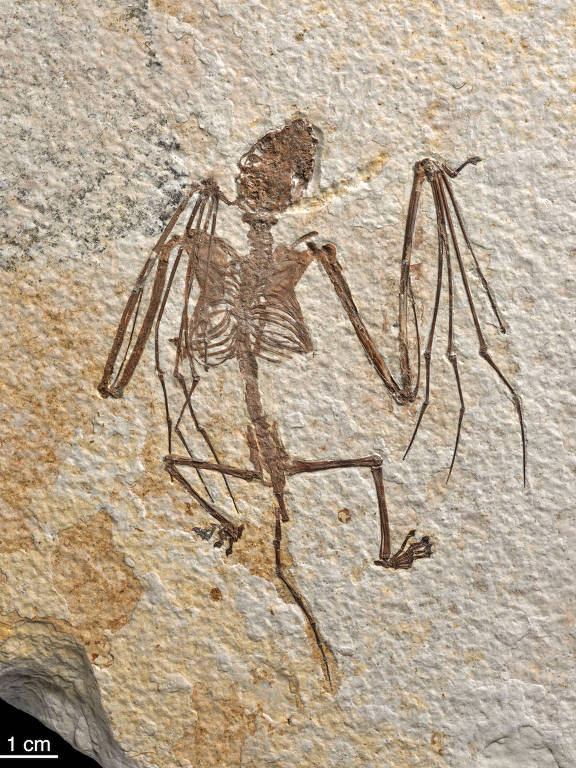 Fóssil de esqueleto encontrado em Wyoming, nos EUA, identificado como da espécie Icaronycteris gunnelli