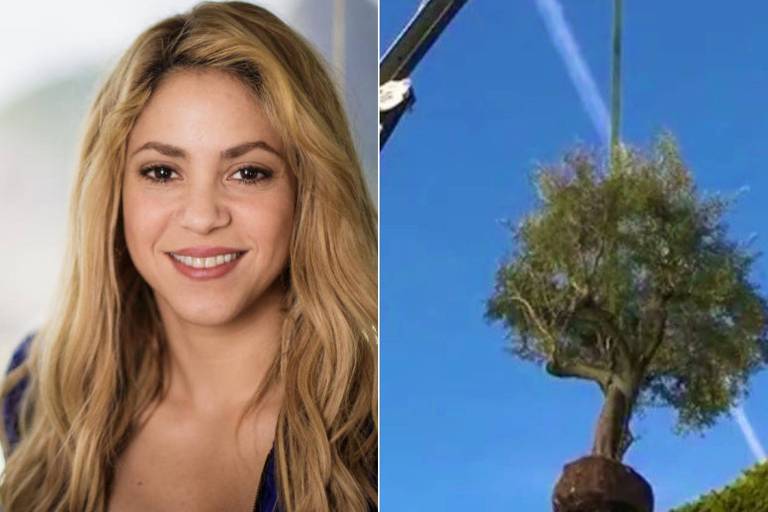 Shakira retira árvore da casa em que vivia com Piqué em Barcelona e leva para Miami