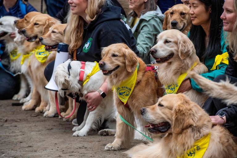 Cães homenageiam Spencer, mascote da Maratona de Boston que morreu após câncer