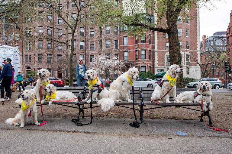 Cães se reúnem em homenagem a Spencer, mascote da Maratona de Boston