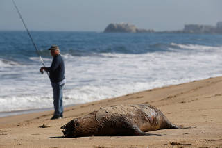 A sea lion carcass is seen on a beach, while a man fishes at shore in Vina del Mar