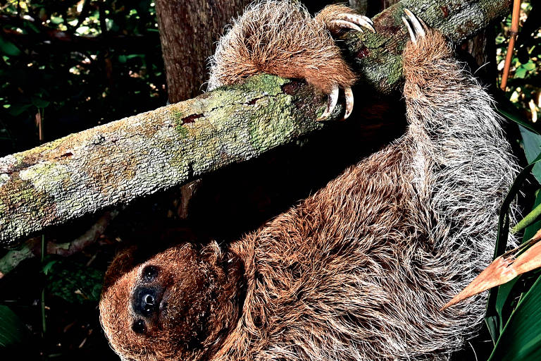 Preguiça-de-coleira em fotografia da Coleção Folha Fauna Brasileira para Crianças