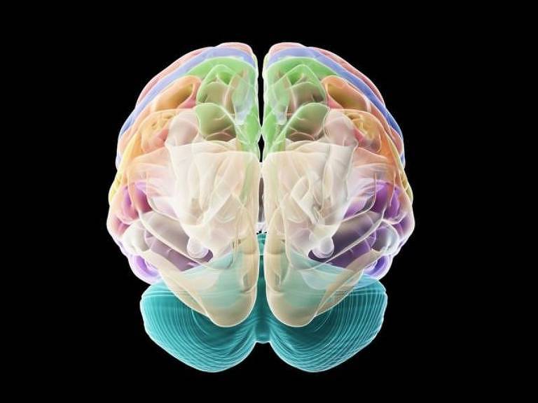 Ilustração de cérebro humano