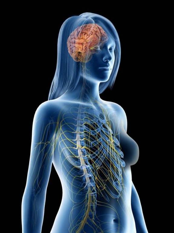 Ilustração de corpo feminino com destaque para o sistema nervoso