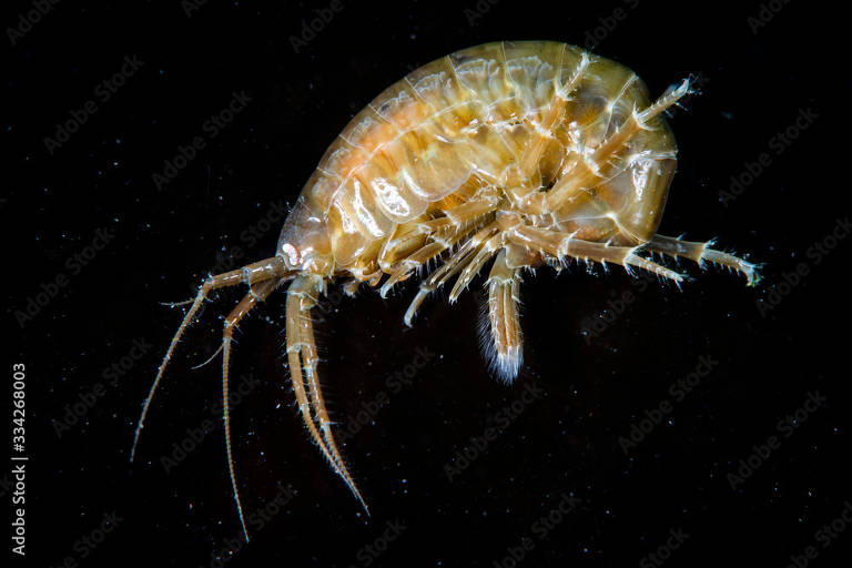 Estudo revela que pequenas comunidades de invertebrados marinhos, como os anfípodes, vivem nos lixões acumulados no oceano Pacífico, no que ficou conhecido como Giro Subtropical do Pacífico Norte