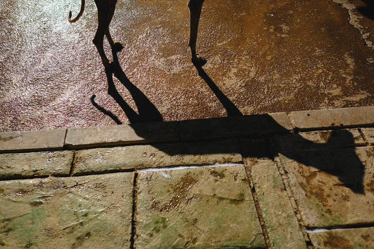 Sombra de cachorro magro é projetada em piso de abrigo para cães abandonados