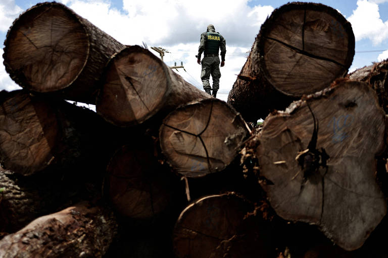Agente do Ibama, fardado e de costas, caminha sobre imensas árvores derrubadas