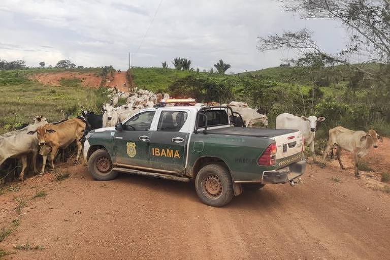 Justiça impede operação do Ibama contra gado ilegal