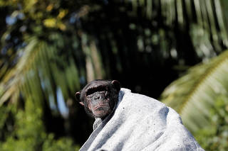 FILE PHOTO: A chimpanzee covers itself with a blanket to protect itself from cold at Sao Paulo Zoo, in Sao Paulo