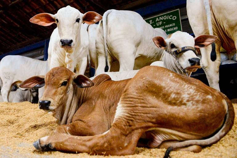 Imagem mostra bovinos na Expozebu, em Uberaba