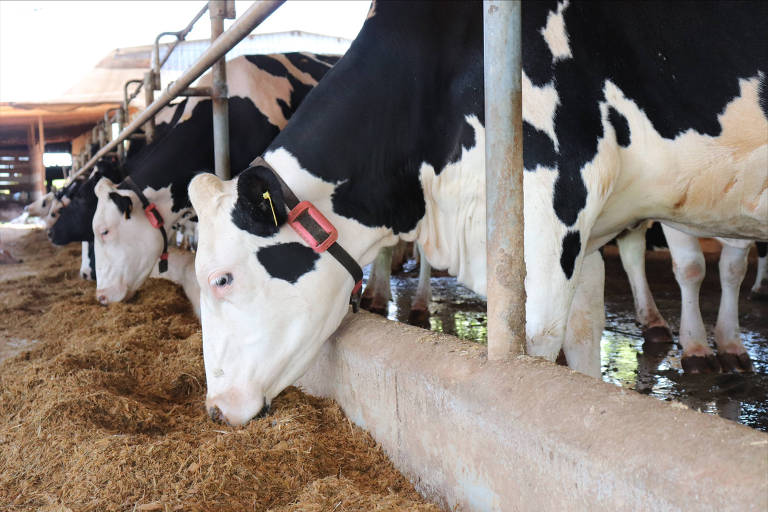 Vacas leiteiras se alimentam, com colares da Cowmed nos pescoços. Gadget monitora saúde e período fértil dos animais. A vaca é mocha, e o calar é preto com detalhe vermelho