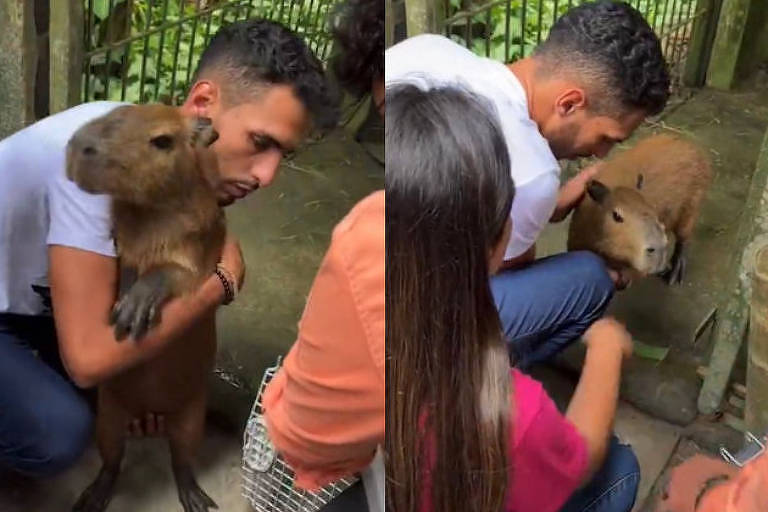 Capivara Filó: Bolsonaristas usam caso contra Ibama - 30/04/2023 - Ambiente  - Folha