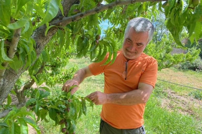 O agricultor Bruno Lopez mostra a produção de nectarinas que ainda estão pequenas e podem não crescer por conta a falta de água na região, que vive uma seca histórica. Segundo especialistas, o fenômeno está ligado ao aquecimento global