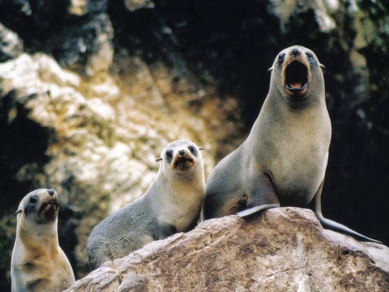 Três lobos-marinhos híbridos sobre uma rocha