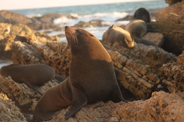 Cruzamento de duas espécies de lobo-marinho no Peru originou linhagem híbrida