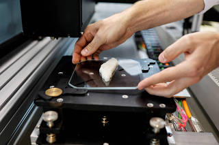 A worker removes a piece of cultivated grouper fish from a 3D printer at the offices of Steakholder Foods in Rehovot