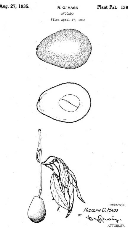 Ilustração mostra um abacate inteiro, cortado e um ramo com a fruta pendurada