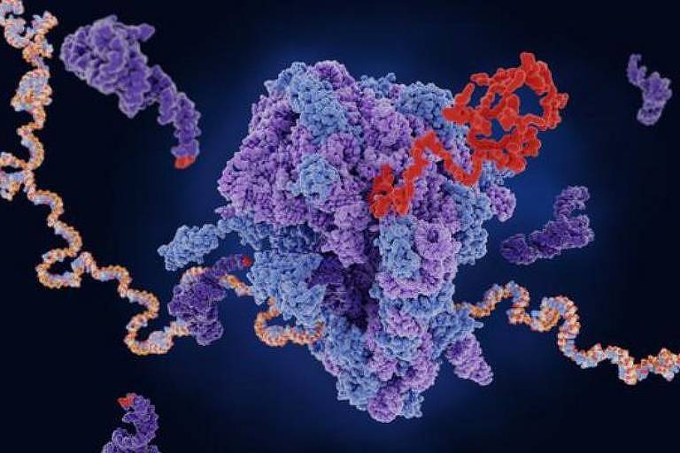 O mRNA (fita amarela e azul) viaja até o ribossomo (roxo e azul, no centro da imagem), que produz uma proteína (vermelho)
