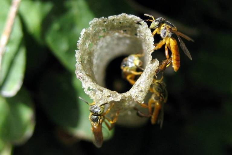 Três abelhas em uma entrada de uma colmeia