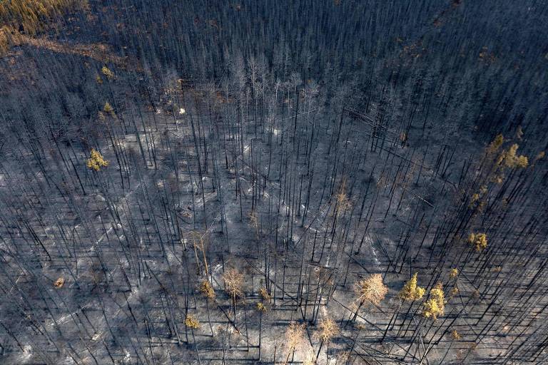 Vista aérea de árvores completamente queimadas