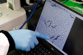 Hirotsu Bio Science Chief Technical Officer Eric Di Luccio points at nematodes on a monitor connected to a microscope during a photo opportunity at the company's lab in Fujisawa