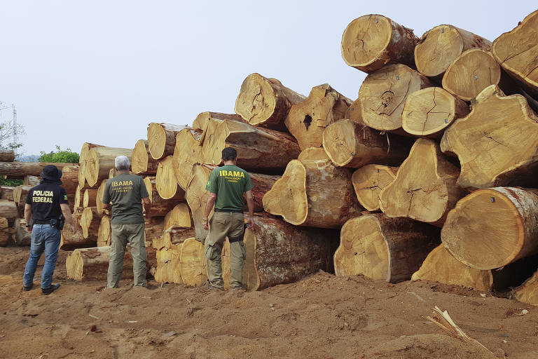 Fiscais do Ibama junto a pilha de troncos de madeira ilegais