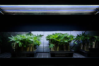 Cannabis seedlings for sale at La Florista Cannabis dispensary in Weed, Calif., on May 12, 2021. (Max Whittaker/The New York Times)