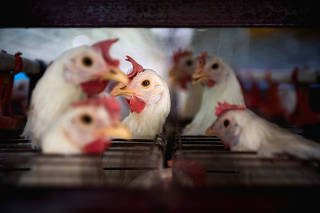 Argentina tightens health protocols to control bird flu