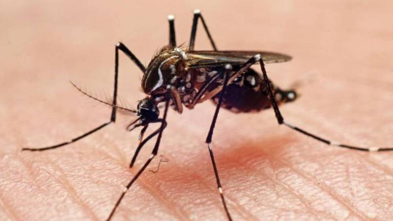 Mosquito Aedes aegypti pousado na pele de uma pessoa