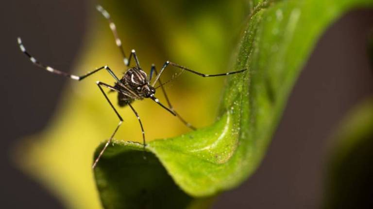 Menor do que os mosquitos comuns, o Aedes aegypti possui listras brancas no tronco, cabeça e pernas
