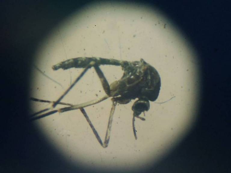 Mosquito Aedes aegypti morto em uma solução para pesquisa