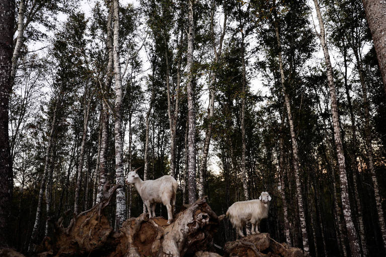 Veja cabras que combatem incêndios e protegem floresta nativa no Chile