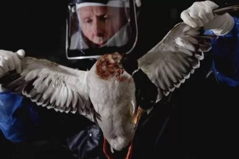 Gripe aviária: o que se sabe sobre primeiros casos de H5N1 em aves silvestres do Brasil