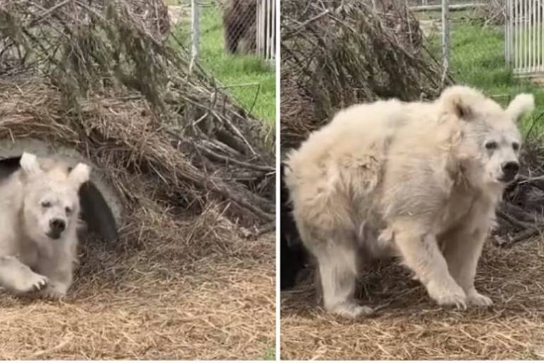 Em foto colorida, ursa branca aparece saindo de uma toca