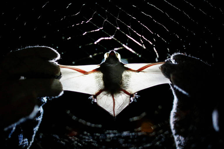 Pesquisador segura morcego com as duas mãos