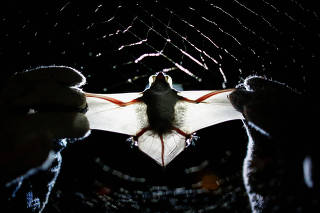 University of Brasilia bat researcher holds a bat captured for research in Brasilia