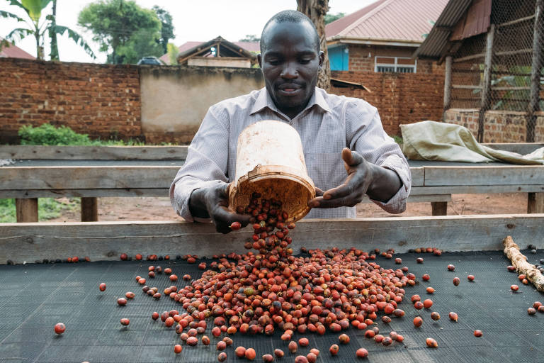 Ugandense Golooba John derrama café em uma bancada para secar