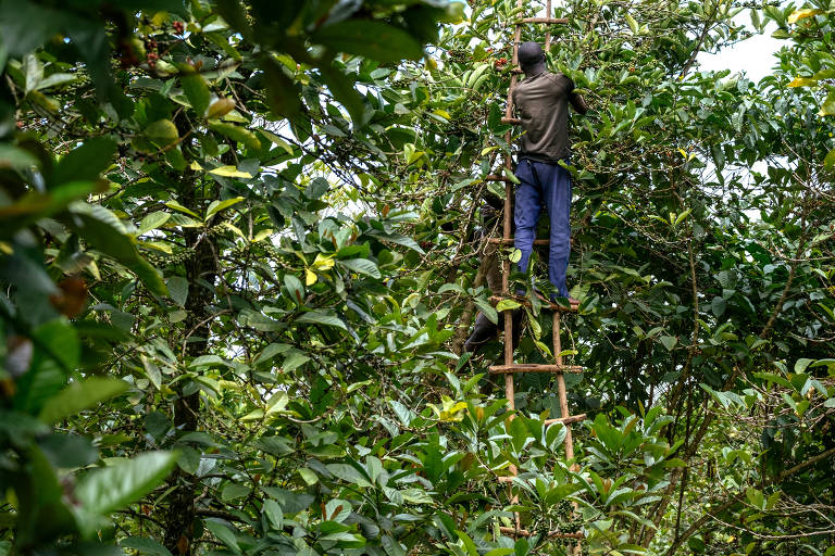 195 F Coffee Club - Arábica x Canephora. Todos já perceberam que a maioria  dos pacotes de café tem escrito 100% Arábica. E já ouviram falar café  Conilon é de baixa qualidade.