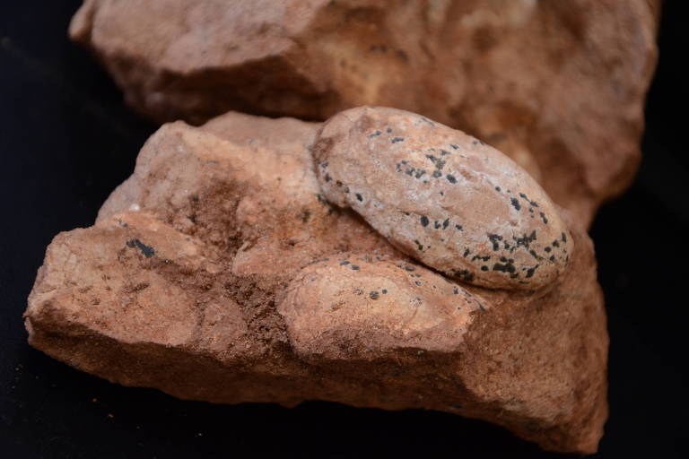 Ovos fossilizados de possível dinossauro carnívoro ou crocodiliforme encontrados durante obra no entroncamento das rodovias BR 365 e BR 153, entre MG e GO