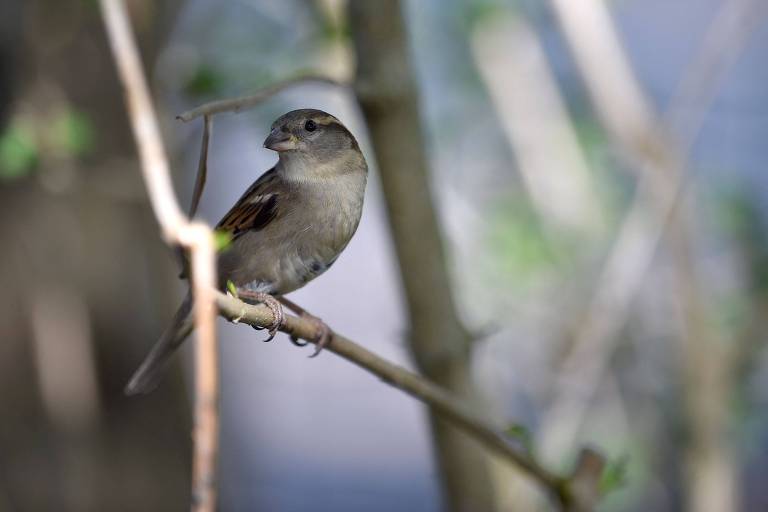 Um pardal em um galho de árvore, este pássaro é uma das espécies que mais sofreram com o declínio de sua população na Europa nos últimos anos, segundo o estudo