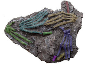 Preserved, colored hands discovered in present-day Tell el-DabÕa, Egypt, in 2011. (Julia Gresky via The New York Times)