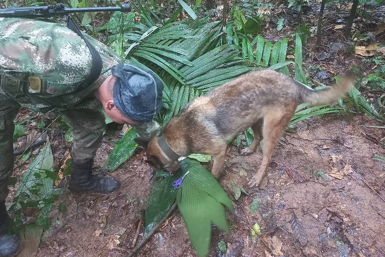 Militar e cão farejador durante buscas por avião que caiu em Caquetá, na Colômbia