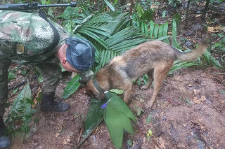 A soldier and a dog take part in a search operation for child survivors from a Cessna 206 plane that had crashed in the jungle more than two weeks ago, in Caqueta